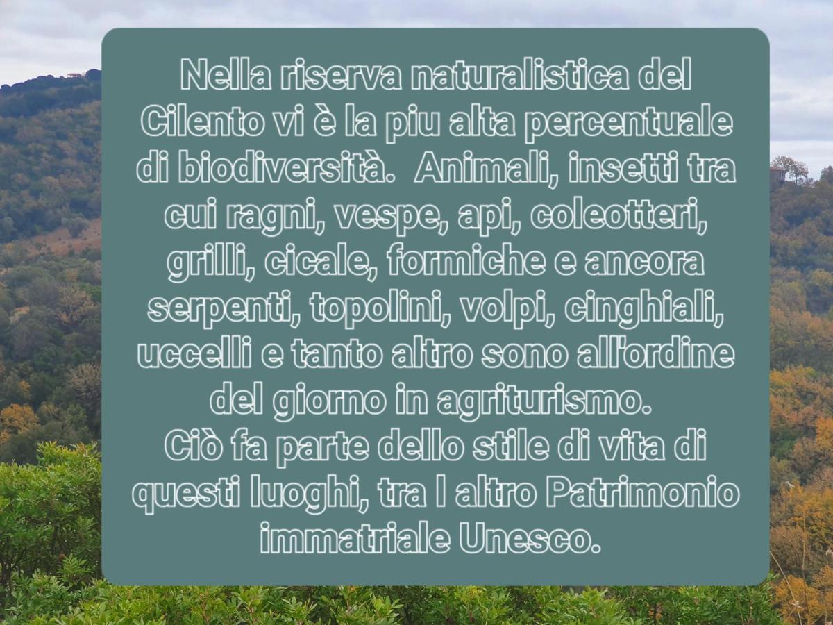Agriturismo Le Terre Di Venere Acciaroli Exterior foto